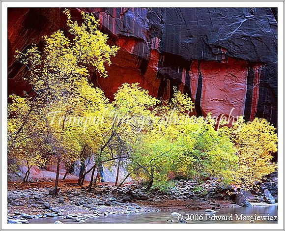 450125---Yellow cottonwoods contrasting with the red walls in the Virgin River Walk